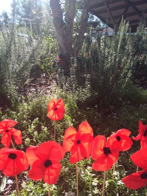 ANZAC Garden (2)